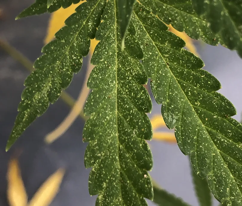 Tomato leaf spray a solution for damaged cannabis leaf