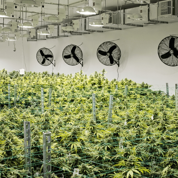 essential automated tools for growing cannabis