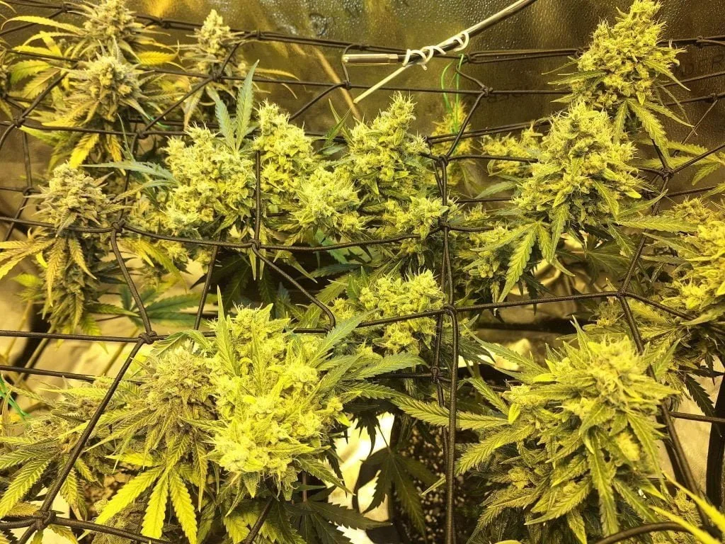 Evenly spread-out cannabis from gaze