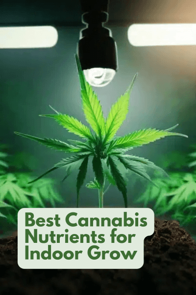 best indoor nutrients