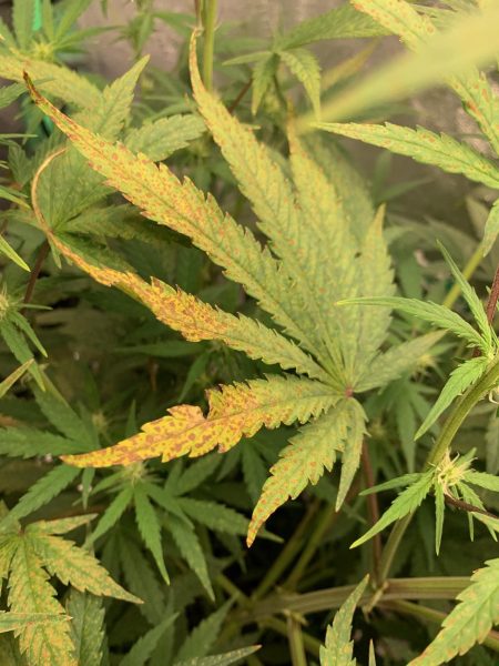 Nutritional stress on cannabis plants