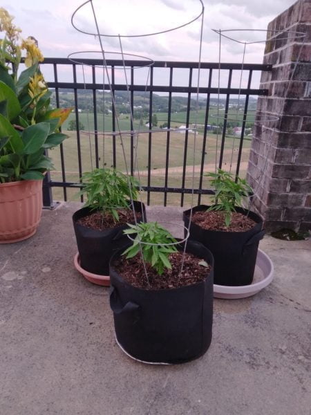 Growing cannabis outdoor in balcony