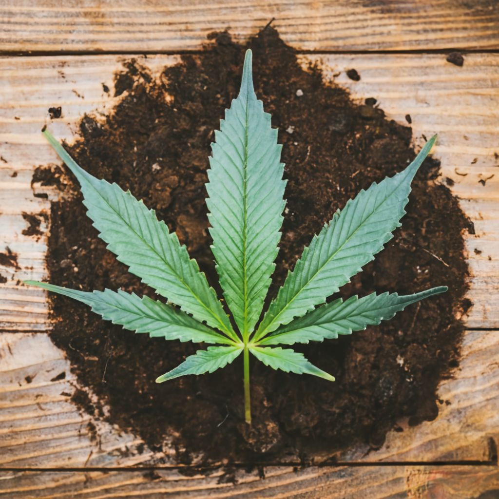 cannabis nutrients for growing in soil