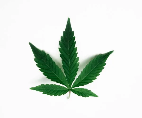 cannabis plant