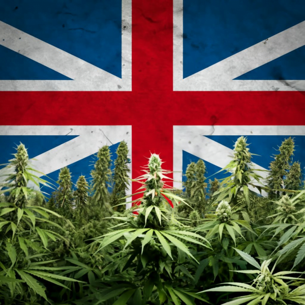 Plantas de cannabis frente a la bandera del Reino Unido.