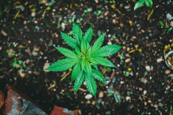 A Look at the Environmental Impact of Cannabis Cultivation