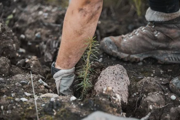 Sustainable practices in cannabis cultivation