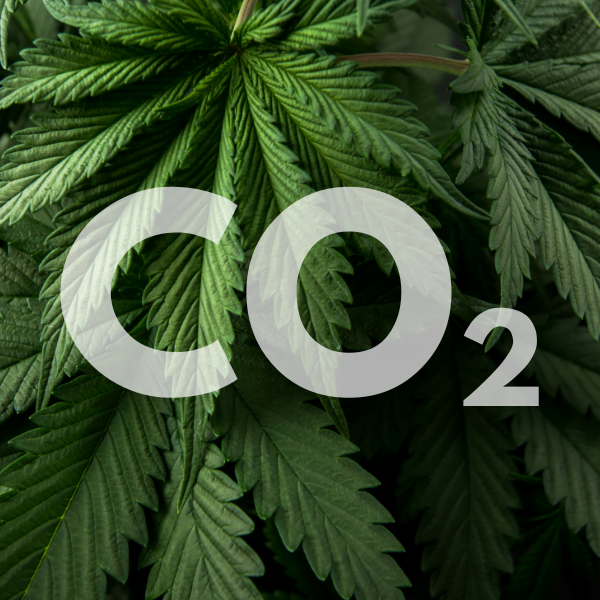 CO2 for Cannabis