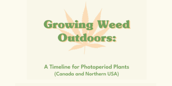 Growing Weed Outdoors Timeline Infographic
