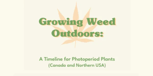 Growing Weed Outdoors Timeline Infographic