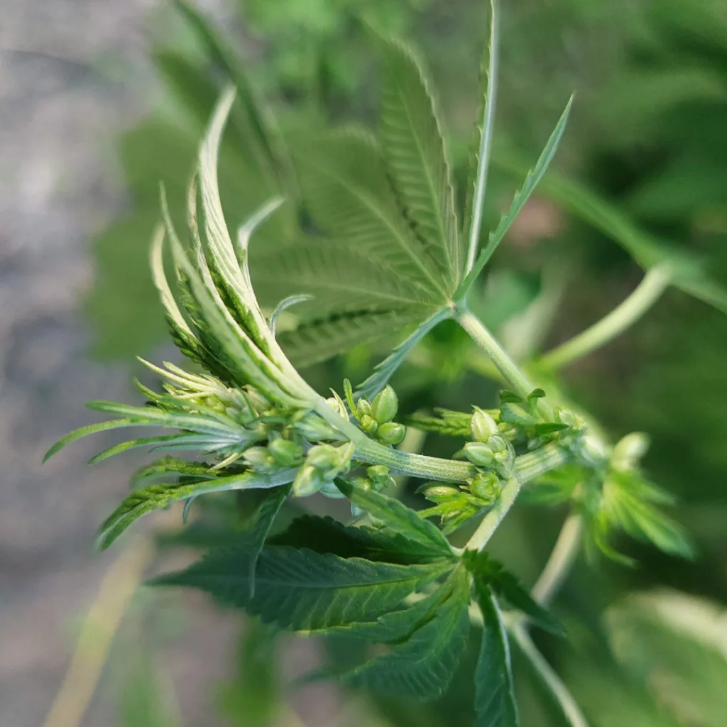 Male cannabis pollen sacks