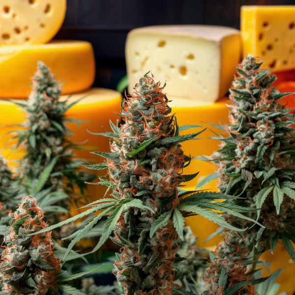 cheese cannabis seeds