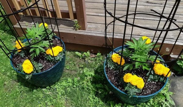 companion plant marigolds
