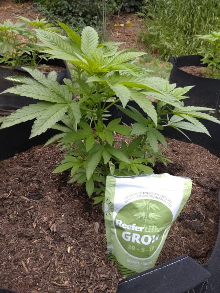 cannabis grow fertilizer for veg