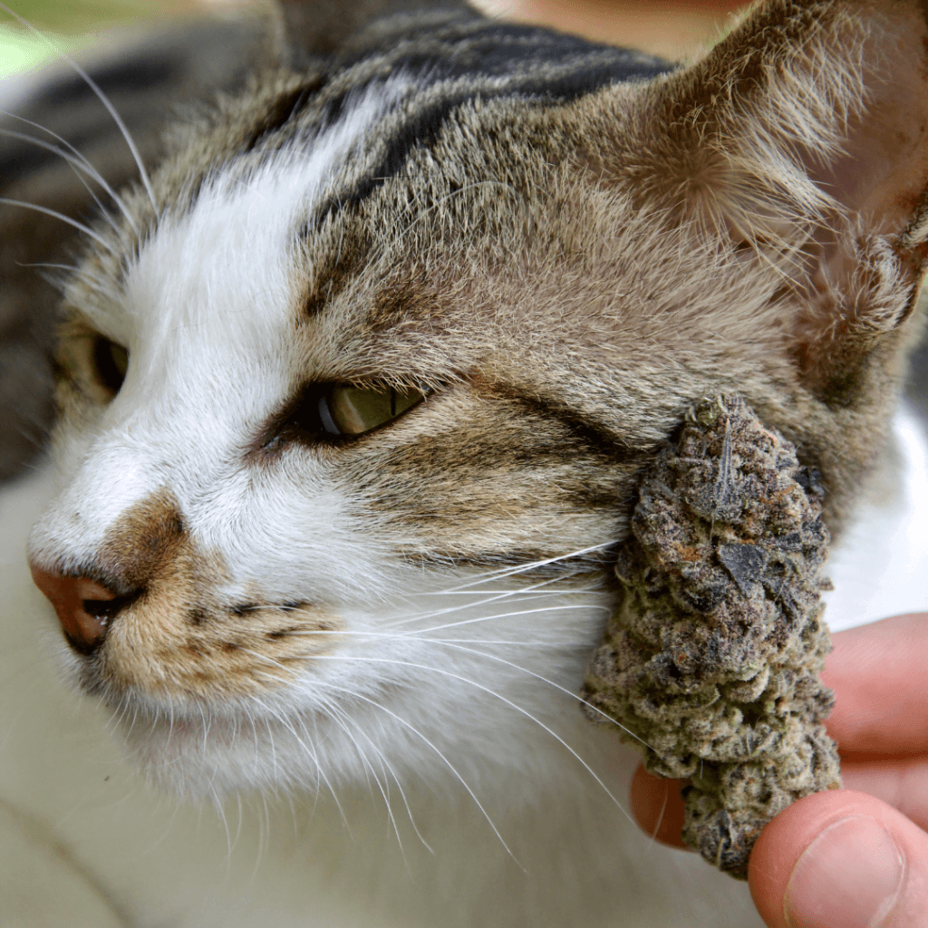 cats and cannabis