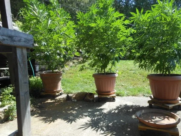 Cat chilling in the shade of a cannabis plant