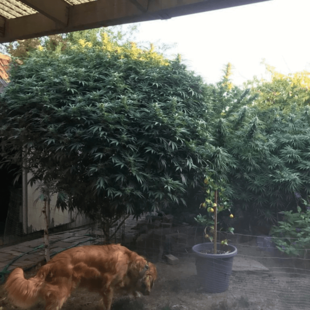 dogs and cannabis