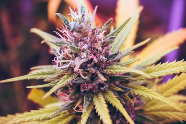 Outdoor Cannabis Water and Feeding Secrets for terpenes