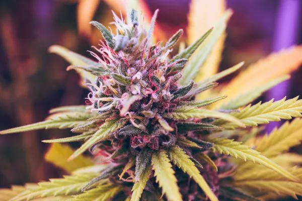 Outdoor Cannabis Water and Feeding Secrets for terpenes