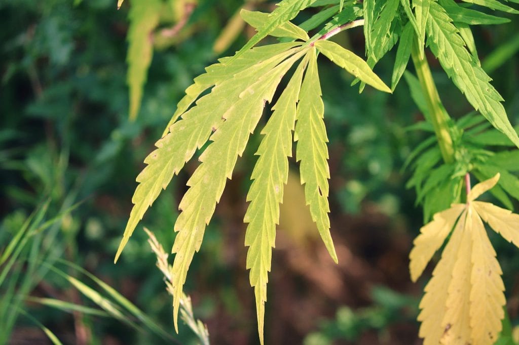 Growing Tomatoes Alongside Cannabis