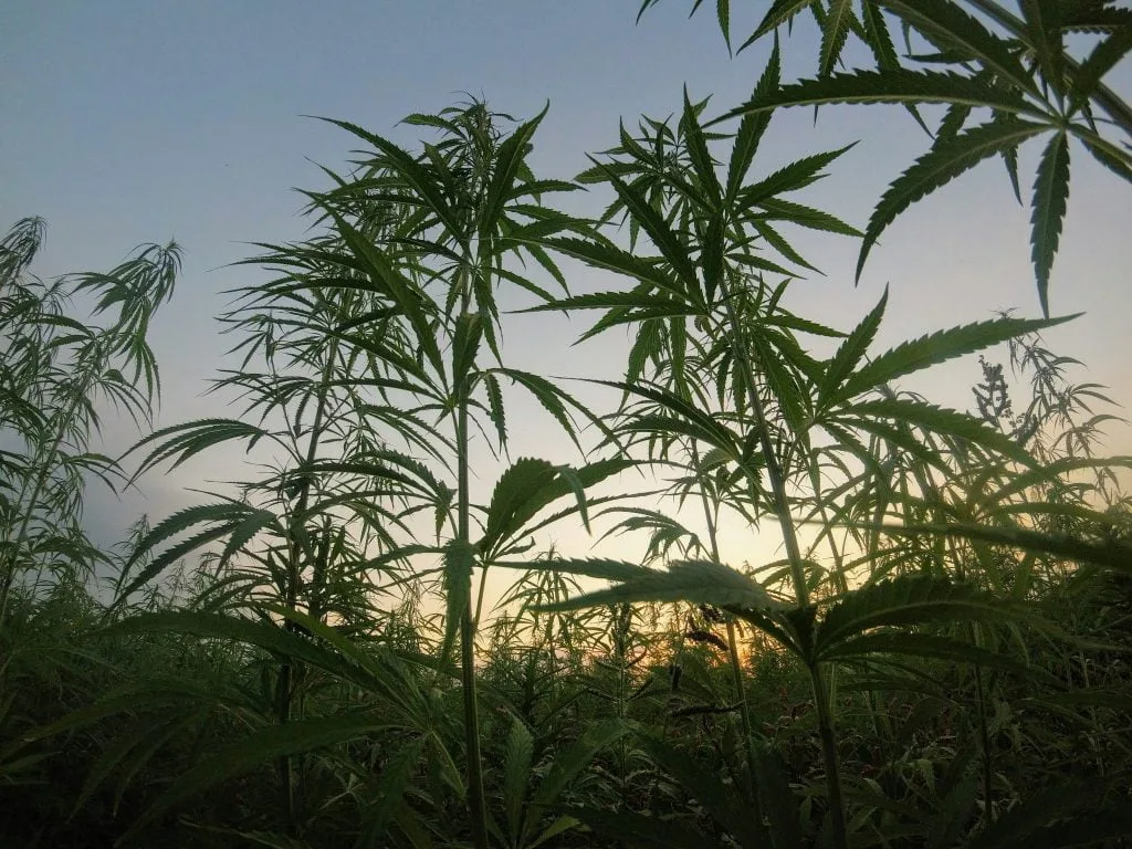 outdoor cannabis