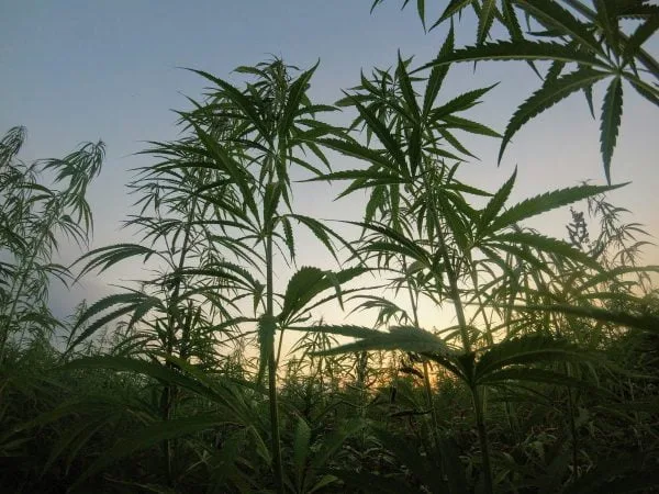 outdoor cannabis