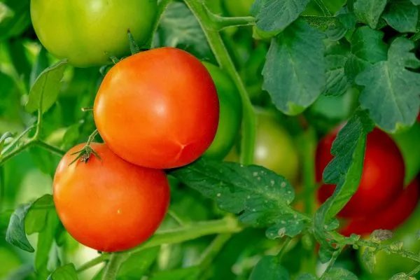 nnovative Gardening: Growing Tomatoes Alongside Cannabis with Weed Fertilizer