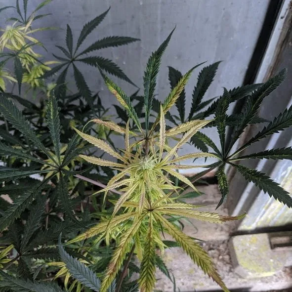 iron deficiency in cannabis due to nutrient lockout