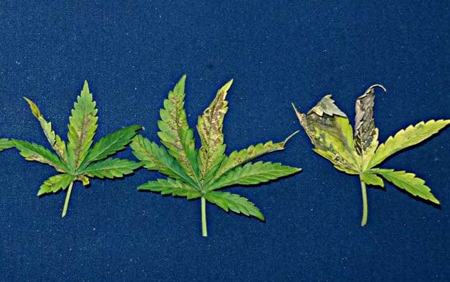 phosphorus deficiency in cannabis