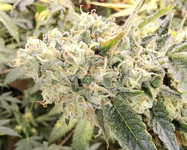 Big outdoor buds