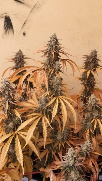 wilting cannabis plants AI