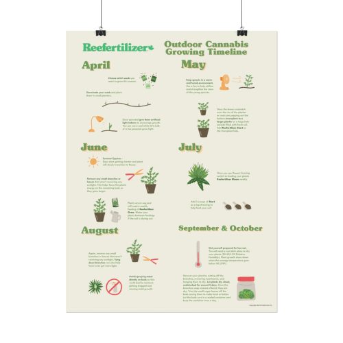 Outdoor Cannabis Growing Timeline Poster - Image 2