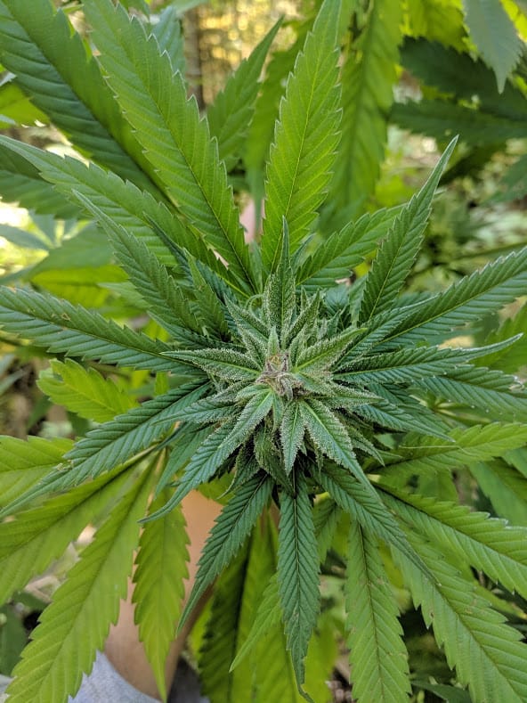 Early flowering cannabis plant with developing buds and healthy leaves