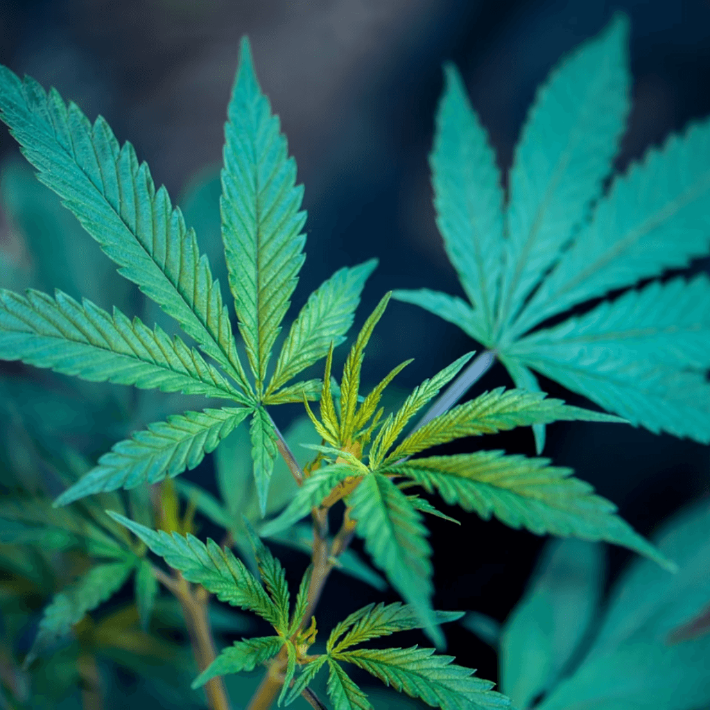 Cannabis Brands Are Going Eco-Friendly