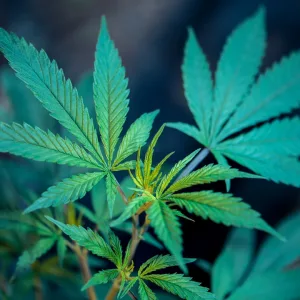 Cannabis Brands Are Going Eco-Friendly