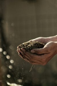 The Role of Soil in Photoperiod Cannabis Cultivation