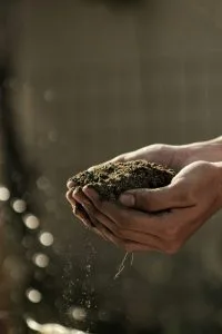 The Role of Soil in Photoperiod Cannabis Cultivation