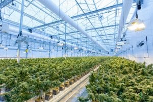 How to Grow White Widow