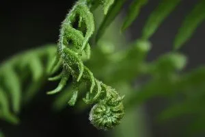 Regenerative Cannabis